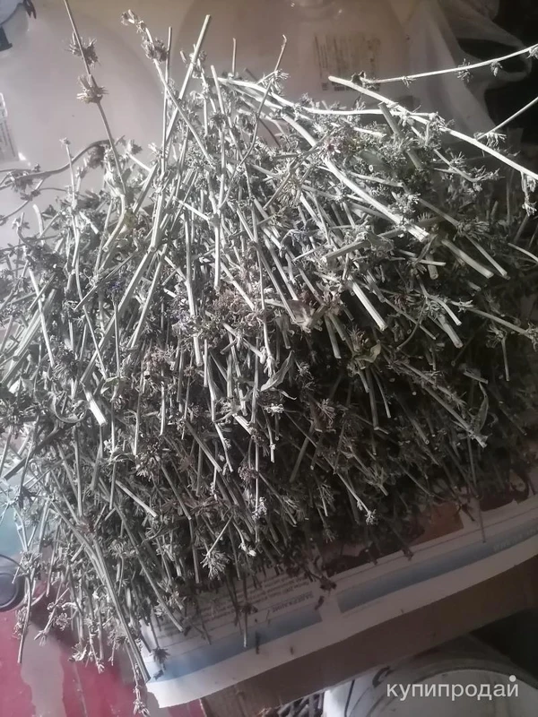 Фото Цикорий веточки. Цена за 100 грамм.