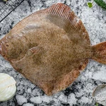 Фото №3 Рыба Тюрбо 2-4кг