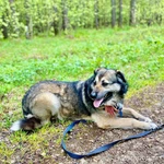 Фото №3 Девочка Юми ищет дом!