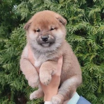 Фото №3 Сиба ину