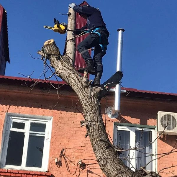 Фото Спил деревьев