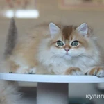 Фото №4 Британский мальчик Юкка