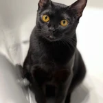 Фото №6 Бомбейские котята