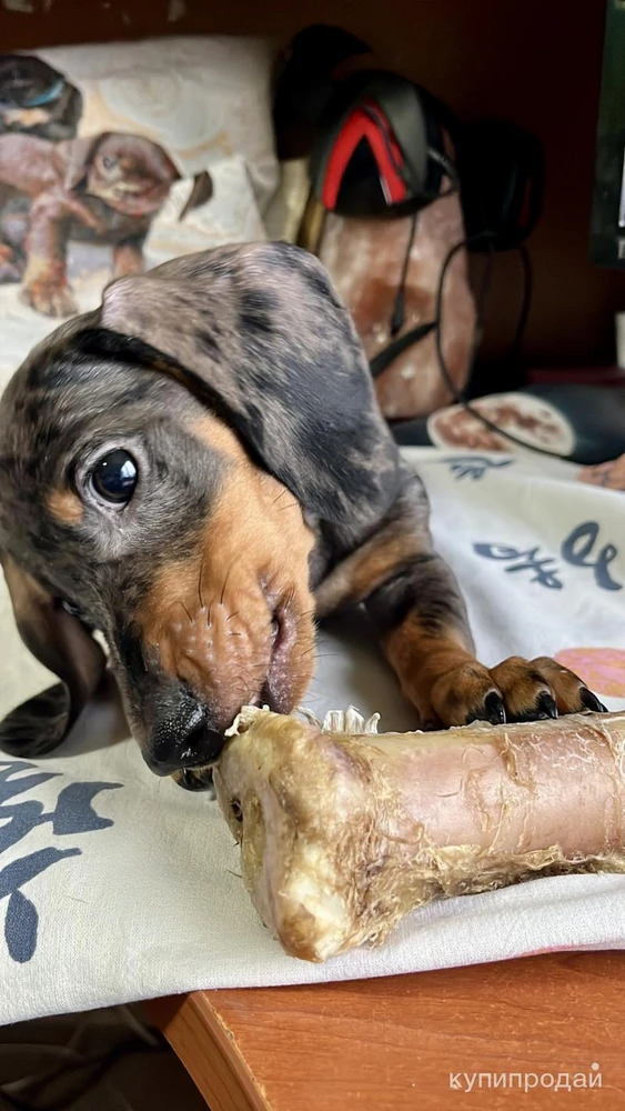 Фото Стандартный кобель таксы