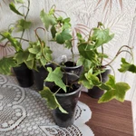 Фото №3 Плющ комнатный Хедера