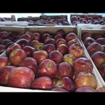 Фото №4 Яблоки оптом с доставкой