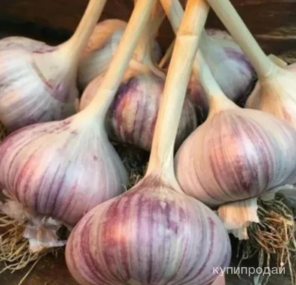 Фото Чеснок домашний ,крупный.Доставка.