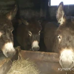 Фото №7 Продажа с/х животных