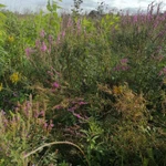 Фото №9 Дербенник иволистный . Цена за 100 грамм. .