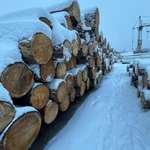 Фото №4 Кедр кругляк продажа оптом.