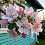 Фото №4 Дачный дом утепленный построим в СНТ Здоровье-2, СТ Зори в Пензе