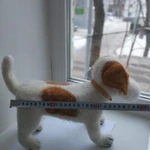 Фото №3 Джек Рассел