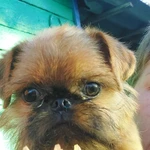 Фото №10 БРЮССЕЛЬСКИЙ ГРИФФОН 4,5 мес.