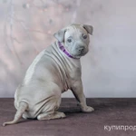 Фото №3 ЩЕНКИ ТАЙСКИХ РИДЖБЕКОВ