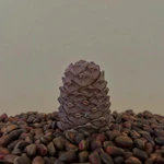 фото Продам Кедровый Орех,Шишку