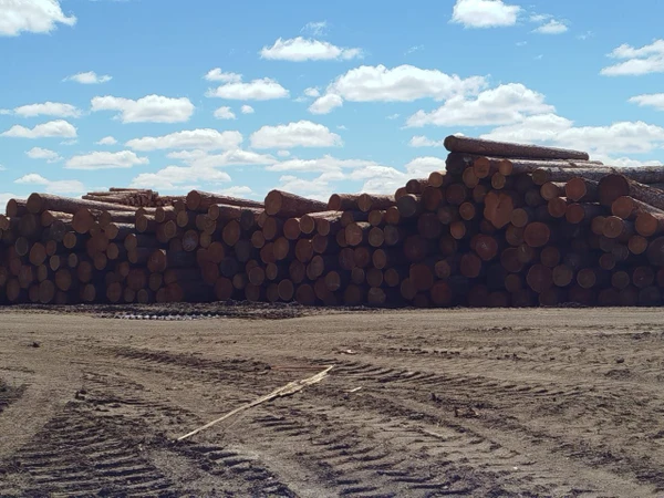 Фото Продается круглый лес сосна и лиственница