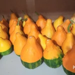 Фото №5 Тыква декоративная