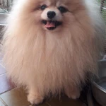 Фото №5 Вязка. Щенки. Питомник.