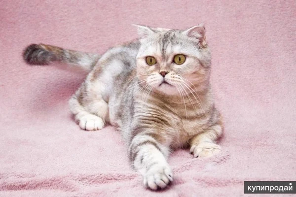 Фото Уютная плюшевая кошечка Эмма ищет дом