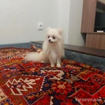 Фото №3 Собака