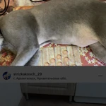 Фото №5 Гигиеническая стрижка кошек и собак