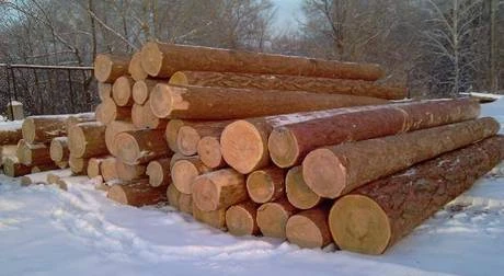 Фото Лес кругляк из кедра и лиственницы на экпорт