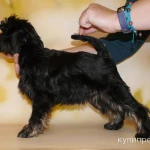 Фото №7 Бельгийские гриффоны