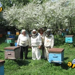 Фото №4 Пчелосемьи (среднерусская порода пчел) в Санкт-Петербурге 2026 г.