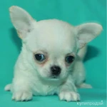 Фото №12 чихуахуа белая ГШ девочка шоу