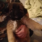 Фото №2 Щенки