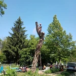 Фото №22 Спил деревьев