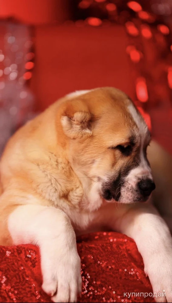Фото Шикарный щенок алабая