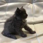 Фото №4 Отдаю котят в добрые заботливые руки