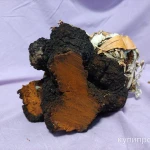 Фото №2 Чага