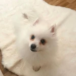 Фото №2 Шпиц, японский шпиц (щенок)