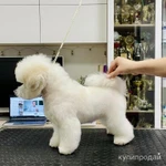 Фото №5 Щенки Бишон Фризе.