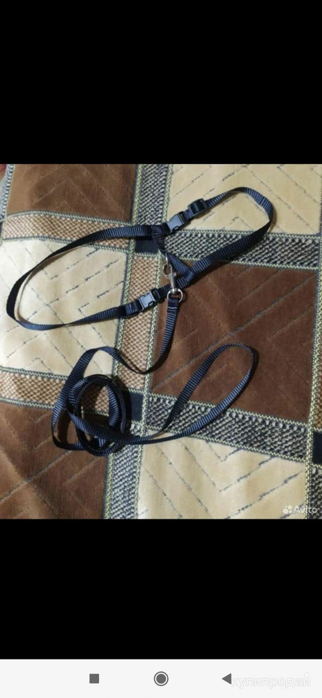 Фото Когтеточка большая