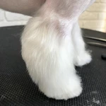 Фото №8 Стрижка собак декоративных пород
