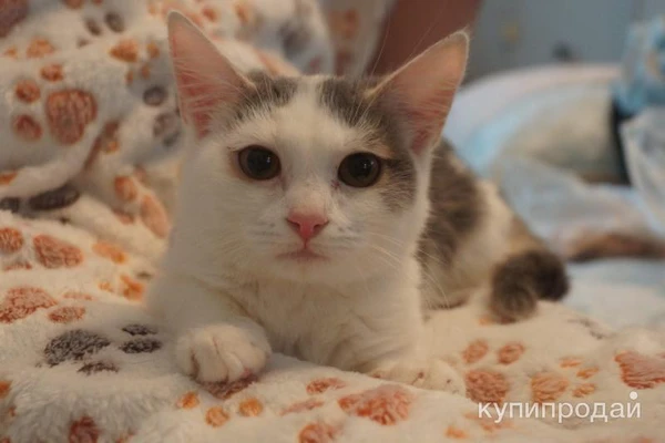 Фото Котенок Марсик в добрые руки