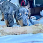 Фото №7 Стандартный кобель таксы