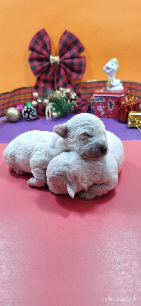 Фото Щенки Бишон Фризе