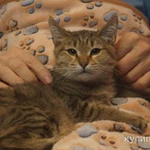 Фото №3 Кошечка Шурочка в добрые руки