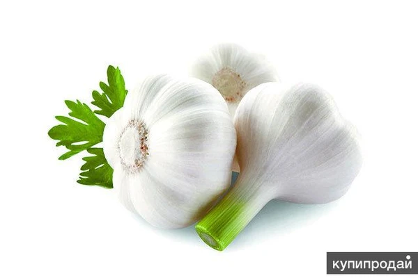 Фото чеснок