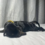 Фото №8 Продаются замечательные щенки породы "Доберман" от титулованных родителей.