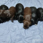 Фото №2 Щенки рожденные 09.11.2024