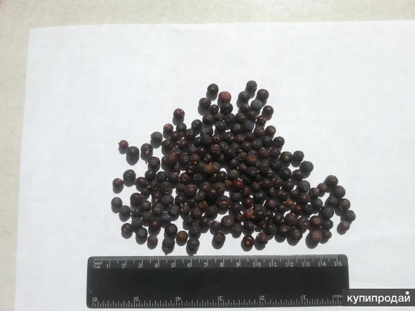 Фото Можжевельника плоды сушеные