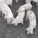 Фото №3 Поросята