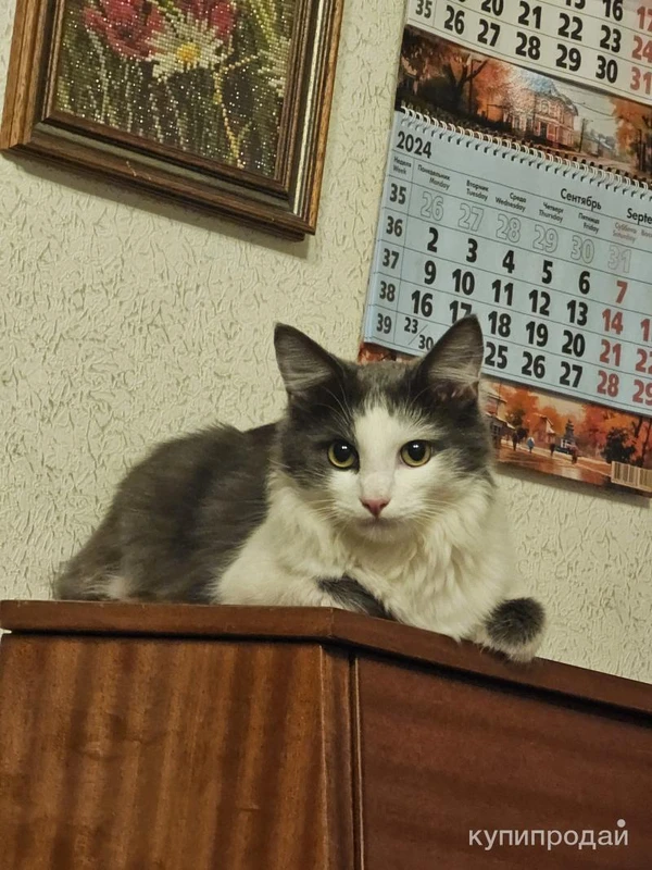 Фото Котенок в добрые руки
