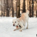 Фото №3 Собачка Луна в добрые руки