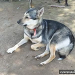 Фото №2 Лайка Зуля